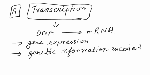 if-correct-i-will-give-you-brainly-1-when-dna-is-turned-into-mrna-it-is-known-as-_____-a-transcription-b-translation-c-replication-d-protein-synthesis-2-when-the-mrna-is-read-by-the-rrna-so-55726