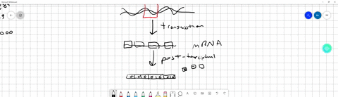 describe-the-process-by-which-the-information-in-a-eukaryotic-gene-is-transcribed-and-translated-int-46958