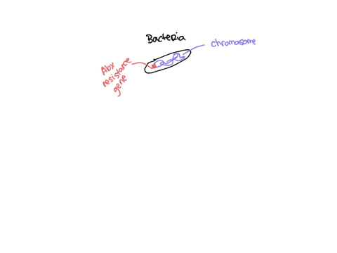 a-scientist-examines-a-bacterium-and-learns-that-it-carries-a-gene-that-makes-it-resistant-to-antibacterial-medication-because-bacteria-reproduce-through-binary-fissionmitosisregeneration-it-78341
