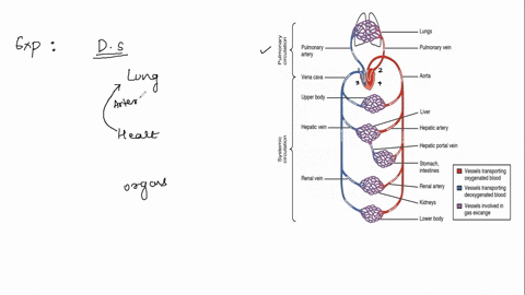 9-which-of-the-following-pathways-best-represent-the-expected-flow-of-blood-from-human-heart-to-an-organ-blood-pumped-from-the-heart-first-enters-arteries-that-then-narrow-to-form-veins-that-34587