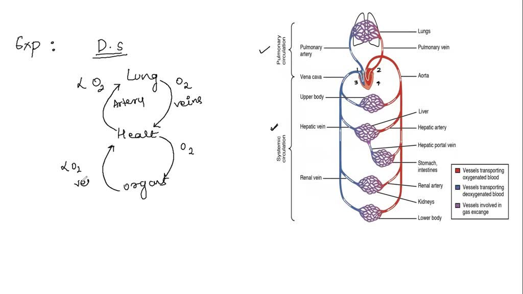 SOLVED 9. Through which path does blood typically flow through the