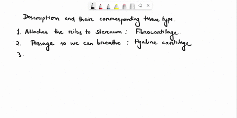 determine-which-connective-tissue-type-each-image-below-represents-then-click-and-drag-the-labels-matching-them-up-with-the-correct-tissue-type-holds-open-found-in-the-attaches-the-ribs-to-t-32767