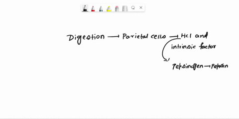 how-would-the-function-of-a-stomach-change-if-all-the-parietal-cells-were-damaged-and-nonfunctional-select-one-amylase-would-not-be-activated-and-no-carbohydrates-digested-pepsinogen-would-n-24838