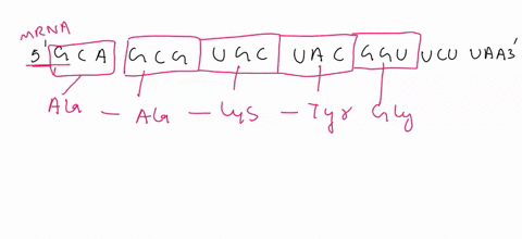 below-is-the-sequence-of-an-mrna-molecule-assuming-there-were-no-introns-1-write-the-corresponding-dna-sequence-below-2-how-many-amino-acids-long-would-the-protein-product-of-translation-be-15086