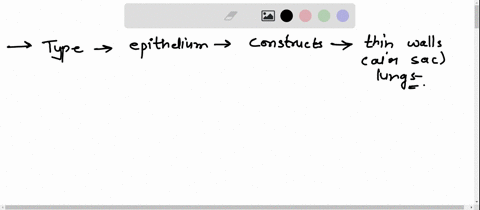 which-type-of-epithelium-constructs-the-thin-walls-of-the-air-sac-in-the-lungs-asimple-squamous-epithellum-bsimple-cuboidal-epithelium-csimple-columnar-epithelium-dnone-of-the-listed-respons-04887