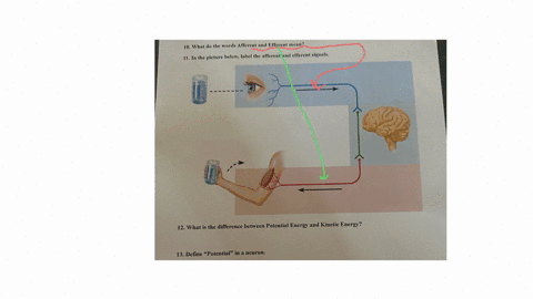 10-what-do-the-words-afferent-and-efferent-mean-11-in-the-picture-below-label-the-afferent-and-efferent-signals-12-what-is-the-difference-between-potential-energy-and-kinetic-energy-13-define-potentia