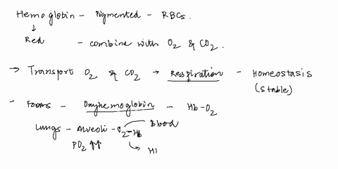 define-the-role-of-oxyhemoglobin-reduced-hemoglobinand-carbaminohemoglobin-in-homeostasis-84848