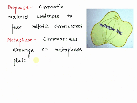 identify-the-mitotic-cell-phases-diagramed-here-prophase-metaphase-anaphase-telephase-interphase-88258-_-10249