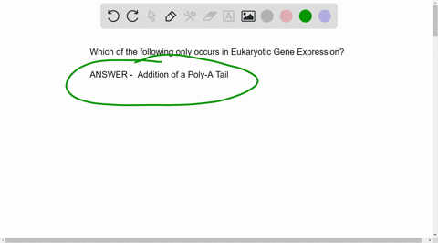 which-of-the-following-occurs-only-in-eukaryotic-gene-expression-transcription-and-translation-occur-simultaneously-addition-of-poly-a-tail-mrna-trna-and-rrna-are-transcribed-mrna-translated-96482