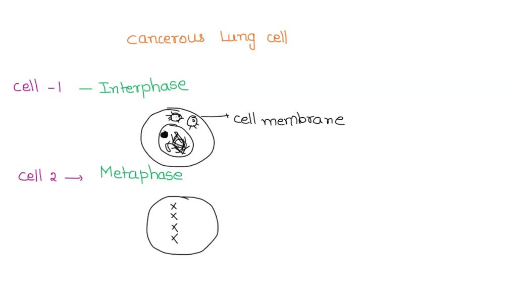 SOLVED: Calculate the mitotic index. Show your math calculation and ... Biology Diagrams