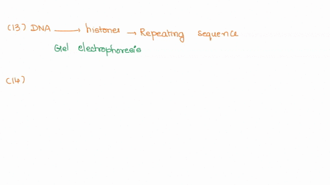 selectfrom-these-choices-t0-answer-questions-13-to-17_-dectron-microscopy-showing-beads-on-string-gel-electophoresis-showing-bands-of-sizes-that-are-multiples-of-200-base-pairs-flporescence-95239