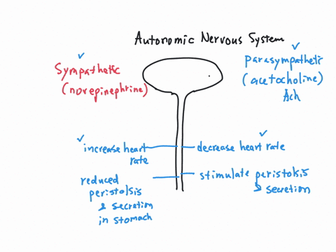 describe-the-actions-of-norepinephrine-and-acetylcholine-in-the-autonomic-nervous-system-how-is-the-action-of-these-neurotransmitters-terminated