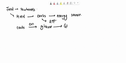 describe-the-role-of-hexokinase-in-glucose-metabolism-55563