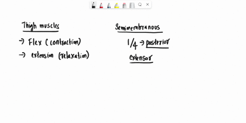making-connections-when-the-thighs-and-legs-are-flexed-eg-when-you-are-seated-the-semimembranosus-and-semitendinosus-can-extend-the-trunk-eg-when-you-stand-from-a-seated-position-describe-th-67124