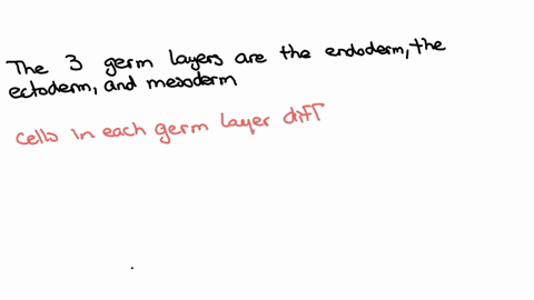 what-are-the-primary-germ-layers-and-what-organs-are-formed-from-each