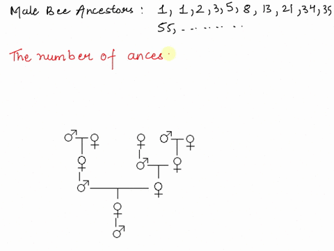 male-bee-ancestors-one-of-the-most-famous-sequences-in-mathematics-is-the-fibonacci-sequence-112358-13213455-male-honeybees-hatch-from-eggs-that-have-not-been-fertil-ized-so-a-male-bee-has-o-50709