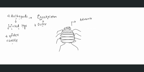 describe-the-advantages-and-disadvantages-of-the-arthropod-exoskeleton-89316