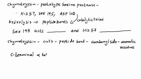 chymotrypsin-is-prototypical-serine-protease-that-catalyzes-the-hydrolysis-of-peptide-bonds-by-mechanism-involving-so-called-catalytic-triad-comprising-residues-s195-h57-and-d102-in-the-mech-45775