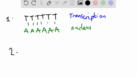 question-35-2-pts-what-would-rna-polymerase-produce-when-copying-tttttt-of-a-dna-template-and-where-would-this-occur-aaaaaa-nucleus-uuuuuu-nucleus-aaaaaa-ribosome-uuuuuu-ribosome-question-36-75715