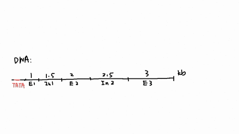 the-gene-you-are-working-on-has-3-exons-and-2-introns-of-the-following-dimensions-size-exon-exon-2-exon-3-intron-1-intron-2-1-kb-2-kb-3-kb-15kb-25-kb-by-drawing-a-line-roughly-scaling-showin-88156