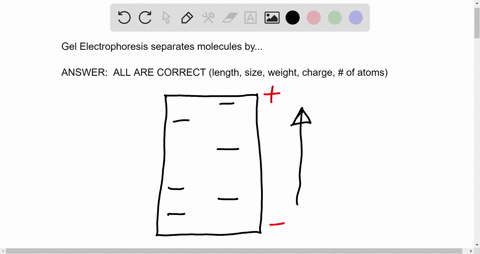 gel-electrophoresis-can-be-used-to-separate-molecules-by-select-all-that-apply-alength-bsize-ccharge-dweight-e-of-atoms-66337