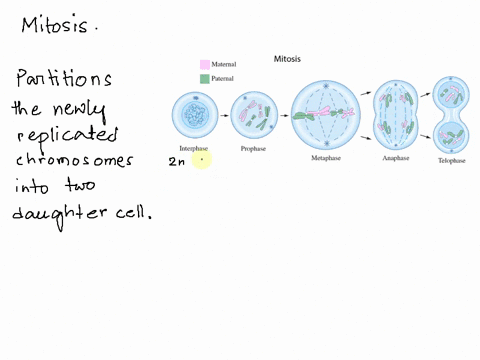 why-do-chromosomes-separate-into-homologous-pairs-for-mitosis-84075