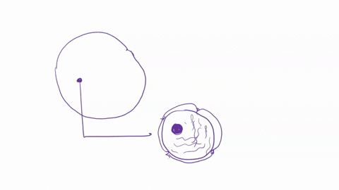 which-of-the-following-occurs-in-the-nucleolus-question-options-assembly-of-nuclear-pores-transcription-of-rrna-genes-translation-of-histone-mrnas-translation-of-rrna-genes-38654