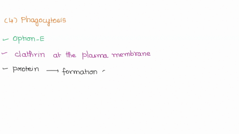 which-of-the-following-statements-is-false-regarding-phagocytosis-it-is-used-by-amoebae-to-ingest-food-it-involves-the-projection-of-pseudopods-it-can-ingest-large-particles_-it-is-used-by-m-72526