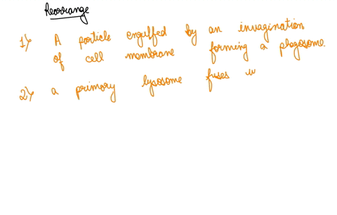 drag-and-drop-the-following-steps-of-phagocytosis-to-put-them-in-chronological-order-top-first-to-bottom-last-primary-lysosome-fuses-with-the-phagosome-creating-secondary-lysosome-particle-i-12005