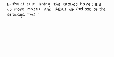 why-are-epithelial-cells-lining-the-trachea-have-cilia-04335