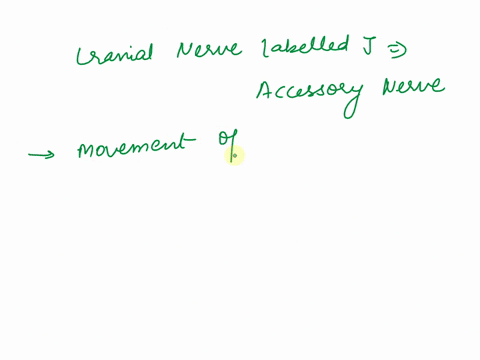 d-identify-the-cranial-nerve-labeled-j-o-trigeminal-nerve-o-vagus-nerve-o-accessory-nerve-o-trochlear-nerve-o-oculomotor-nerve-09576