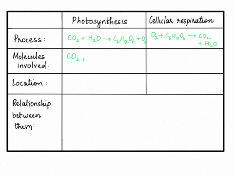 SOLVED: Compare and contrast photosynthesis with cellular respiration.  Think about similarities and differences in: a) what processes occur b) the  molecules involved c) the structures (mitochondria chloroplasts) where  those processes occur d) the ...