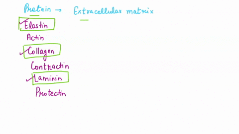 question-5-which-of-the-following-proteins-can-be-found-in-the-extracellular-matrix-multiple-answers-elastin-actin-collagen-contractin-laminin-protectin-55338