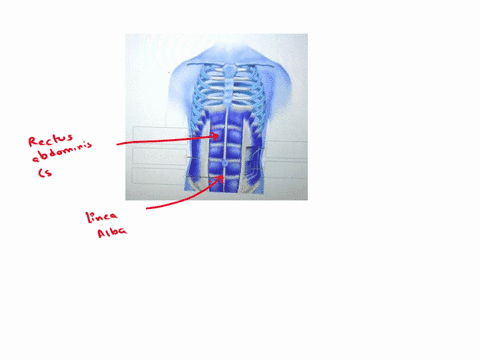 assignment-9-saved-muscles-of-the-abdominal-wall-anterior-view-identify-the-muscles-indicated-in-the-image-of-the-abdominal-wall-linea-alba-ces-internal-oblique-transversus-abdominis-pirifor-79245