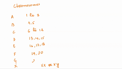 of-chromosomes-morphology-chromosome-length-ancl-position-of-the-centromere-basis-normal-human-tc-in-seven-groups-of-autosomes_-a-t0-g-chromosomes-jranged-and-one-pair-of-sex-been-chromostnc-17906