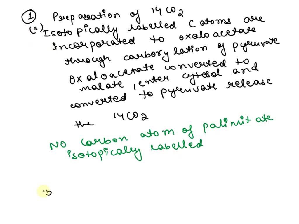 SOLVED A rat liver cytosol preparation is incubated with acetate and