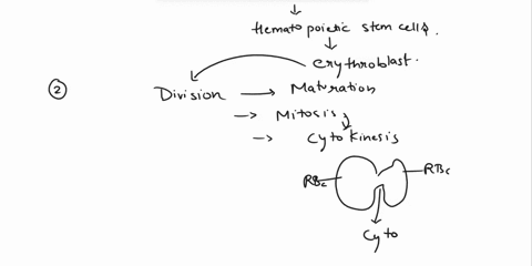 how-does-a-red-blood-cell-change-as-it-matures-42926