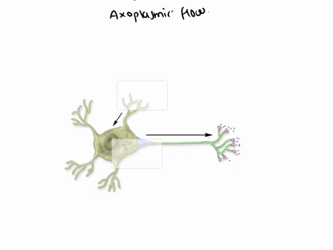 Indicate the direction of axonal transport by aligning the...