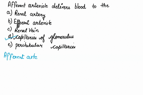 the-afferent-arteriole-delivers-blood-to-the-a-renal-artery-b-efferent-arteriole-c-renal-vein-d-capi-93054