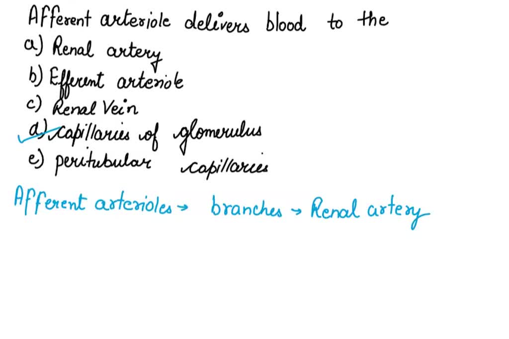 SOLVED: The afferent arteriole delivers blood to the (a) renal artery ...