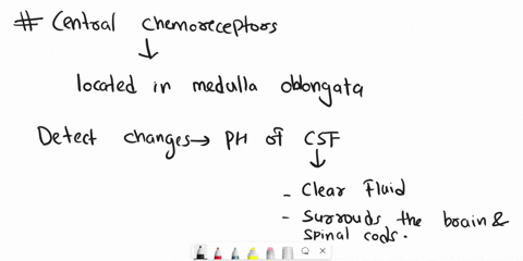 which-of-the-following-statements-is-true-central-chemoreceptors-in-the-brain-detect-changes-in-h-ph-when-blood-needs-to-unload-carbon-dioxide-there-are-more-action-potentions-in-the-cardioi-84808