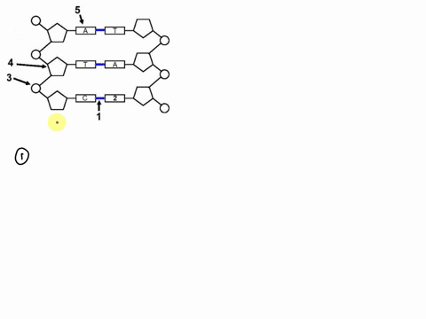 need-help-with-this-thanks-14-study-the-sketch-below-that-represents-five-different-parts-of-the-double-strandedspiral-dna-molecule-and-answer-the-guestions-that-follow-5-4-3-1-adapted-from-30177