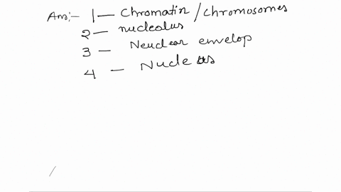 cell-membrane-chromatinchromosomes-lysosomes-cytoplasm-ribosomes-mitochondria-nucleus-rough-endoplasmic-reticulum-centrioles-smooth-endoplasmic-reticulum-microtubules-and-nuclear-envelope-nu-95848
