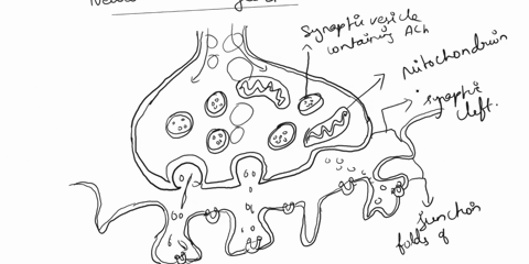 synaptic-vesicl-containing-ach-synaptic-clett-mitochondrion-sarcoplasm-of-muscle-fibe-junctional-folds-of-sarcolemma-sarcolemma-axon-terminal-o-motor-neuron-ach-ach-recep-fusing-synaptic-ves-09455