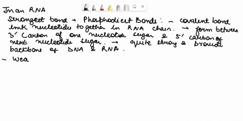 which-types-of-bonds-are-the-strongest-bonds-in-rna-which-are-the-weakest-57441