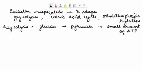 briefly-describe-the-three-stages-of-cellular-respiration-what-are-the-major-inputs-and-outputs-of-each-stage-16276