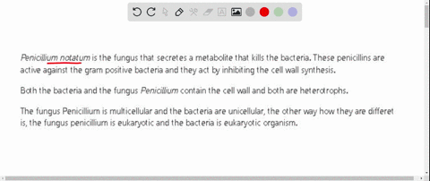 describe-two-ways-in-which-bacteria-and-the-fungus-penicillium-are-similar-and-two-ways-they-are-different-14307