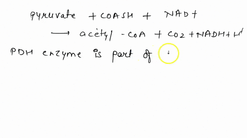 to-begin-the-tca-cycle-pyruvate-must-be-converted-into-acetyl-coenzyme-a-acetyl-coa-by-the-enzyme-complex-of-pyruvate-dehydrogenase-this-complex-requires-5-different-coenzymes-to-function-pr-94278
