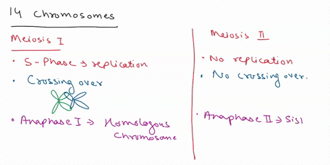 if-a-garden-pea-has-14-chromosomes-before-meiosis-how-many-chromosomes-would-exist-in-each-nucleus-after-meiosis-i-after-meiosis-ii-compare-meiosis-i-and-meiosis-ii-how-are-they-different-wh-16537