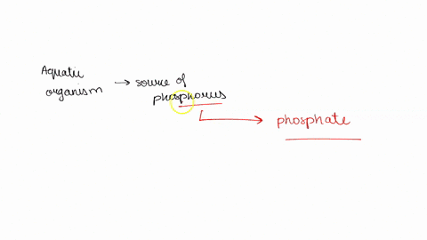 aquatic-organisms-require-a-source-of-phosphorus-to-iive-what-is-the-most-common-form-phosphorus-living-organisms-obtain-from-their-environment-phosphatc-phosphatinc-phosphatase-phosphoric-a-63712
